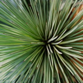 Agave-stricta-(l3-06)