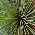 Agave-stricta-(l3-11)