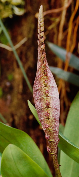 Bulbophyllum (linz1-01).jpg