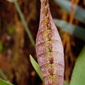 Bulbophyllum (linz1-01)