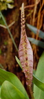 Bulbophyllum (linz1-01)