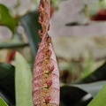 Bulbophyllum-(linz1-04).jpg
