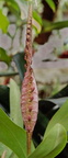 Bulbophyllum-(linz1-04)