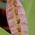 Bulbophyllum-(linz1-10)