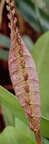 Bulbophyllum-(linz1-10)