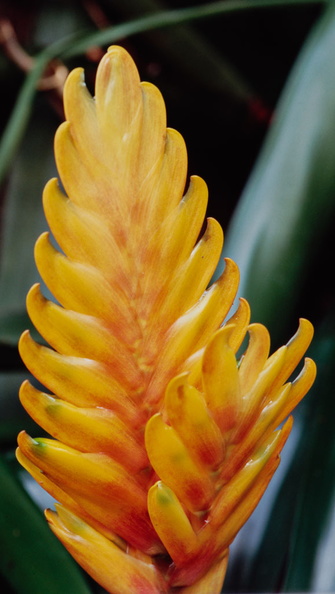 Calanthe-augustifolia-(l2-06).jpg