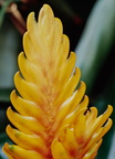 Calanthe-augustifolia-(l2-07)