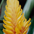 Calanthe-augustifolia-(l2-12)