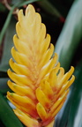 Calanthe-augustifolia-(l2-12)