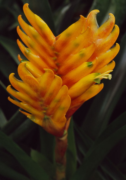 Calanthe-augustifolia-(l2-14).jpg