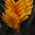 Calanthe-augustifolia-(l2-14)