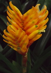 Calanthe-augustifolia-(l2-14)