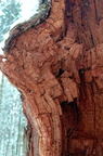 100years old oak-tree