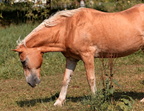 horses 7 e