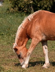 horses 8 e