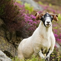 scottish blackface sheep 4 2 e