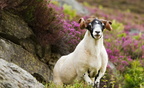 scottish blackface sheep 4 2 e