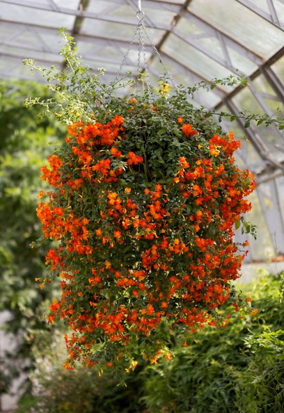 cluster_of_orange_flowers_1_e-1.jpg