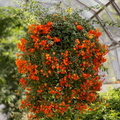 cluster of orange flowers 1 e-1