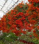 cluster of orange flowers 2 e-1