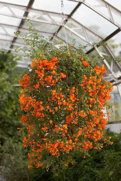 cluster_of_orange_flowers_3_e-1.jpg