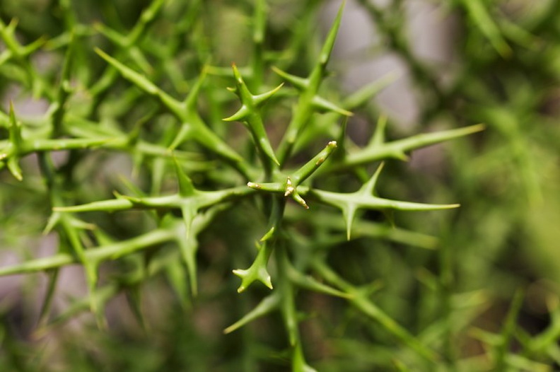 Euphorbia_stenoclada_e.jpg