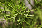 Euphorbia stenoclada e