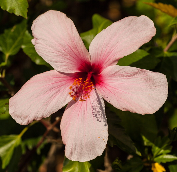 hibiscus_1.jpg