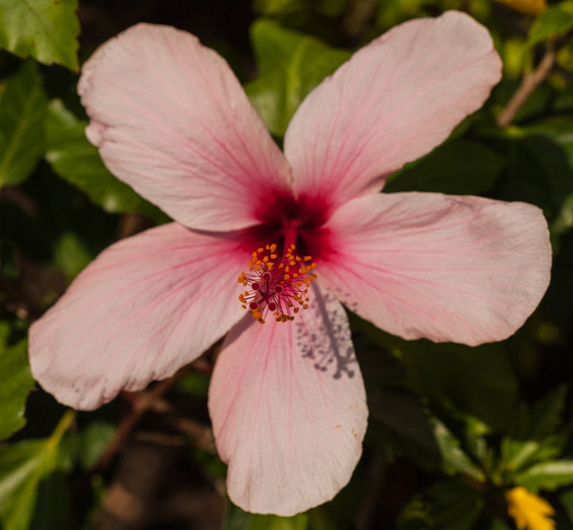 hibiscus_3.jpg