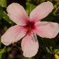 hibiscus 3