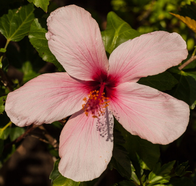 hibiscus_4.jpg