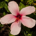 hibiscus 4