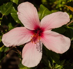 hibiscus 4