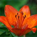 Lilium bulbiferum 1 e