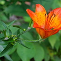 Lilium bulbiferum 8 e