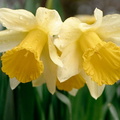 Narcissus 1 e