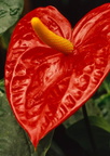 Tailflower-Anthurium-andraeanum-1-v1