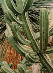 Bilberry-Cactus-Myrtillocactus-geometrizans-2-v1