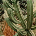 Bilberry-Cactus-Myrtillocactus-geometrizans-2-v1