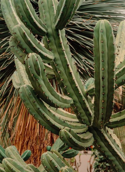 Bilberry-Cactus-Myrtillocactus-geometrizans-3-v1.jpg
