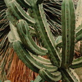 Bilberry-Cactus-Myrtillocactus-geometrizans-3-v1