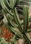 Bilberry-Cactus-Myrtillocactus-geometrizans-3-v1
