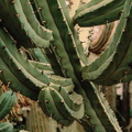Bilberry-Cactus-Myrtillocactus-geometrizans-v1.jpg