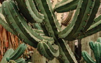 Bilberry-Cactus-Myrtillocactus-geometrizans-v1