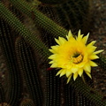 Cactaceae Borzicactus icosagonus 4 e-1