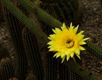 Cactaceae Borzicactus icosagonus 4 e-1