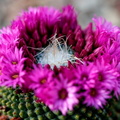 cactus_e-1.jpg