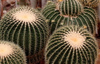 Echinocactus grusonii 2 e-1