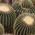 Echinocactus grusonii 2