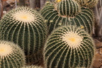 Echinocactus grusonii 2